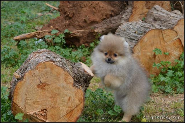 Disponible de suite une femelle chiots Spitz Nain allemand