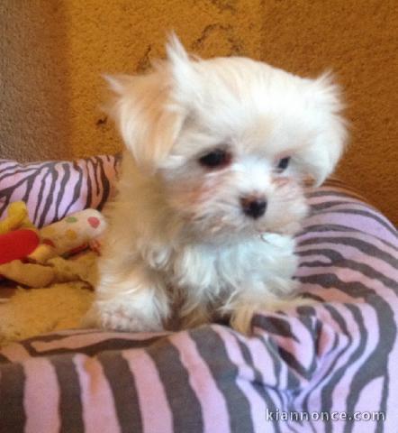 Donner chiot bichon maltais femelle non lof