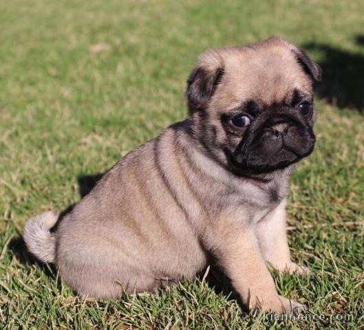 Je donne chiot carlin femelle inscrit au lof