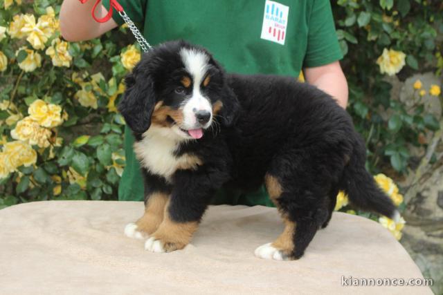 A donnez chiot magnifiques chiot bouvier bernois