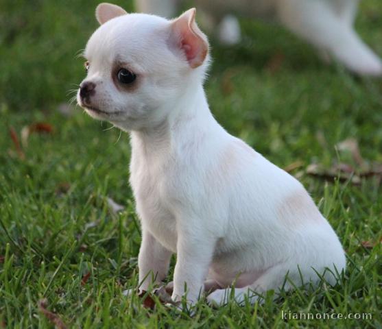 Adorable,calme, chiot chihuahua femelle pour adoption