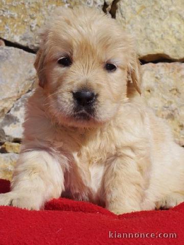 Magnifique et adorable chiot golden