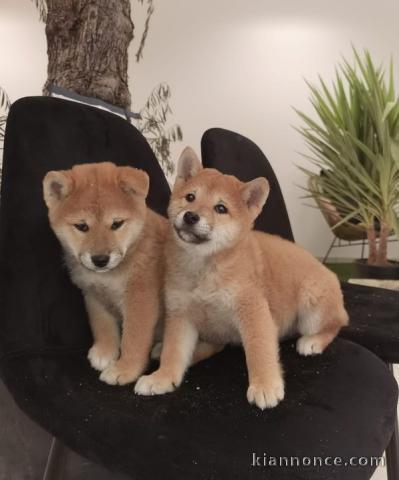 chiot Shiba inu lof a donner