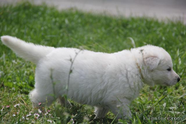 Idéale petite chiot femelle bichon frisé trois mois à donner
