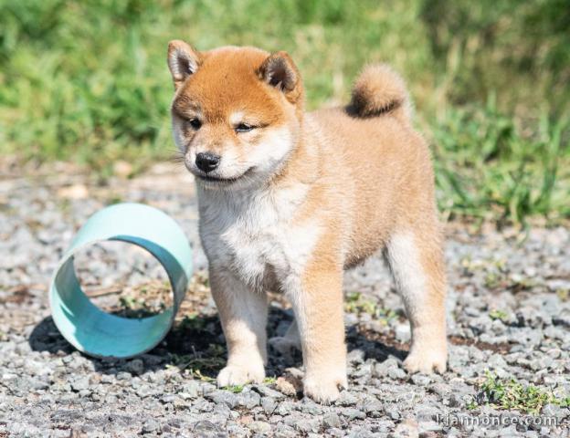 Chiots shiba inu disponibles