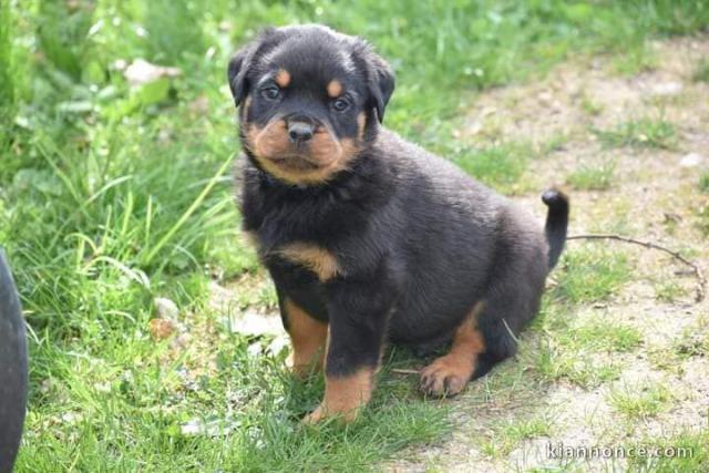 Donne chiot type American Cocker Spaniel 
