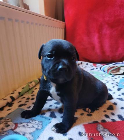 Donne chiot type Bull terrier 