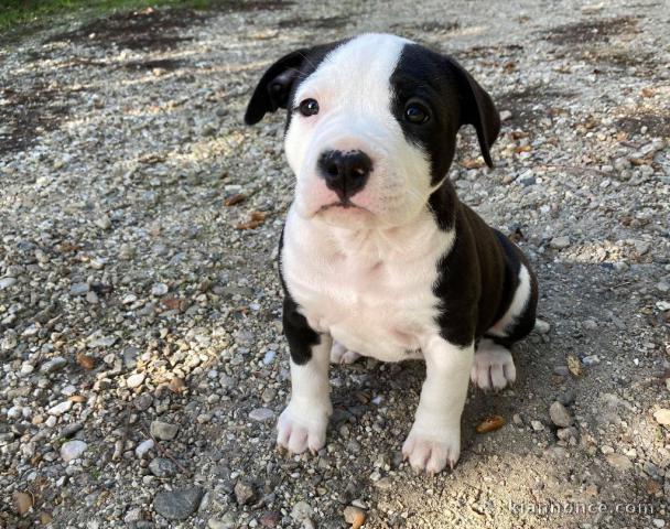 Donne chiot type Américan Staffordshire Terrier 