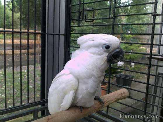 bébé perroquet cacatoes très gentil