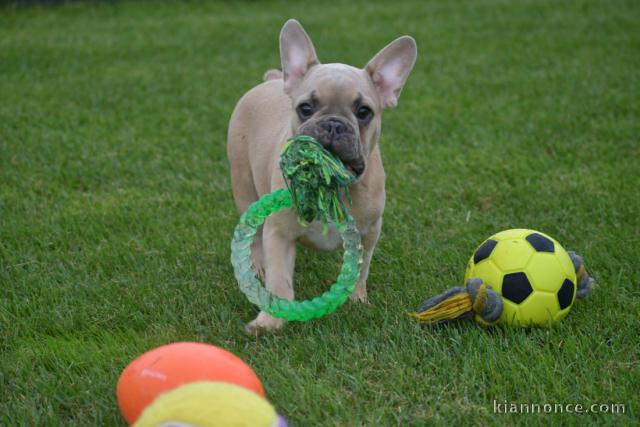 Je donne chiot bouledogue français femelle lof