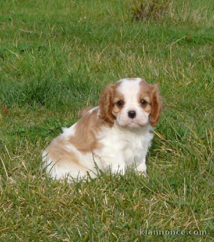 Chiots cavalier king charles femelle blenheim à donner