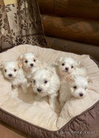 Chiot Bichon maltais  dispo