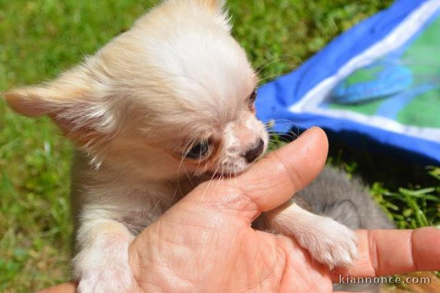Donne Sublime mini mâle et femelle chihuahua LOF 3 mois