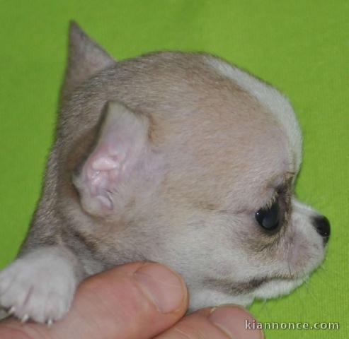 Donner chiot bébés chihuahua femelle