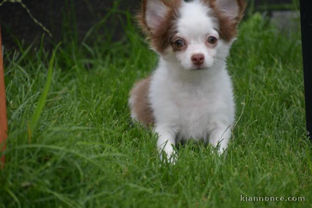 Chiots chihuahua femelle disponible de suite