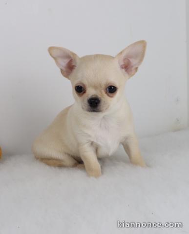 Chiots chihuahua femelle disponible de suite