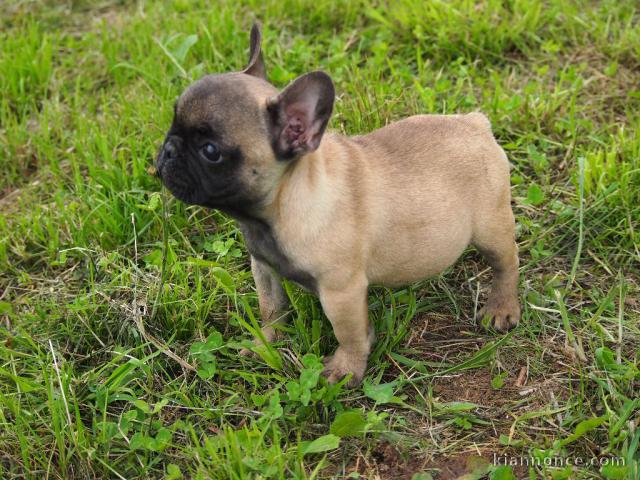 Chiot bouledogue français mâle et femelle à placer