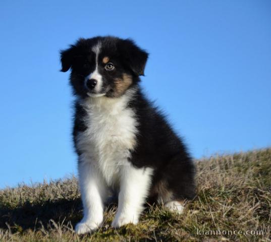 Offrez chiot berger australien femelle non lof
