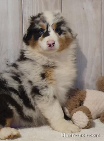 Offrez chiot berger australien femelle non lof