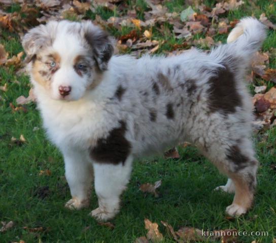 A donné chiot type berger australien femelle
