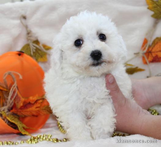 Chiot Bichon frisé à donner