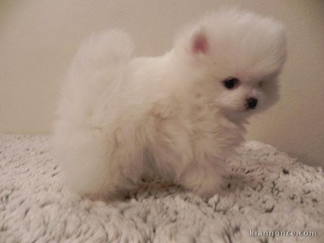 À donner chiot spitz pomeranien femelle blanche