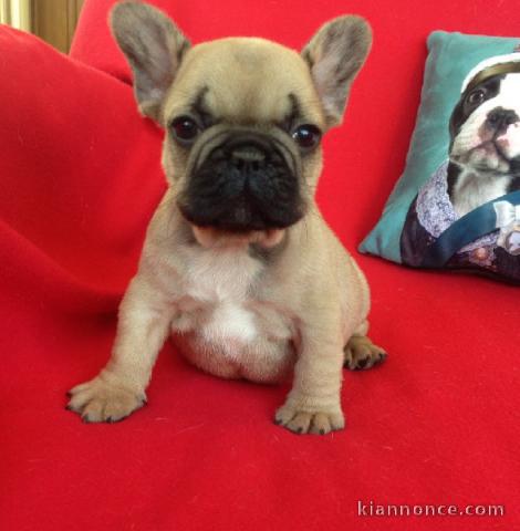 Je cèdes chiot Bouledogue Français mâle à une famille