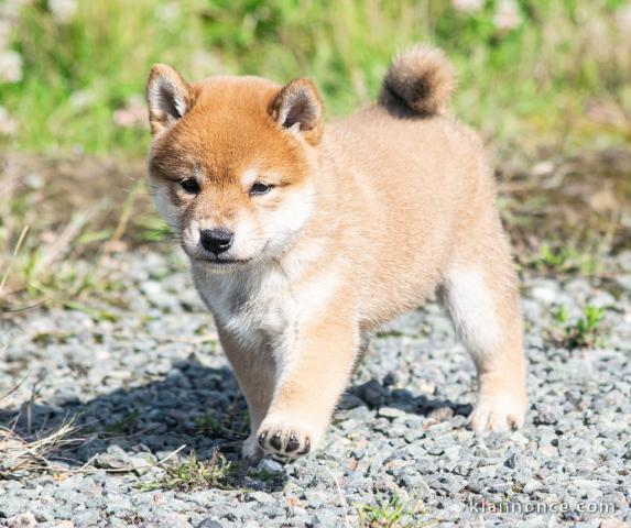 Adoption chiots Shiba inu femelle et mâle lof