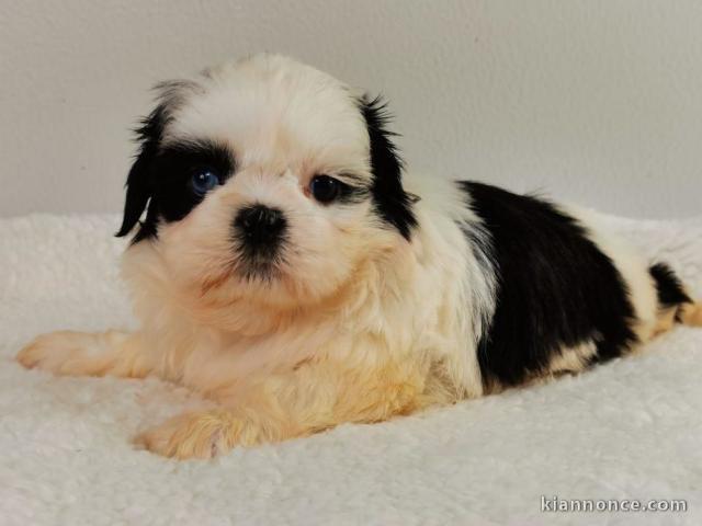 Magnifique et adorable chiot shih tzu