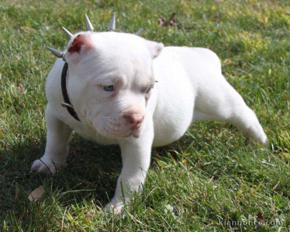 Magnifique et adorable chiot american bully