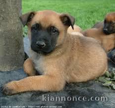 Magnifique et adorable chiot berger belge 