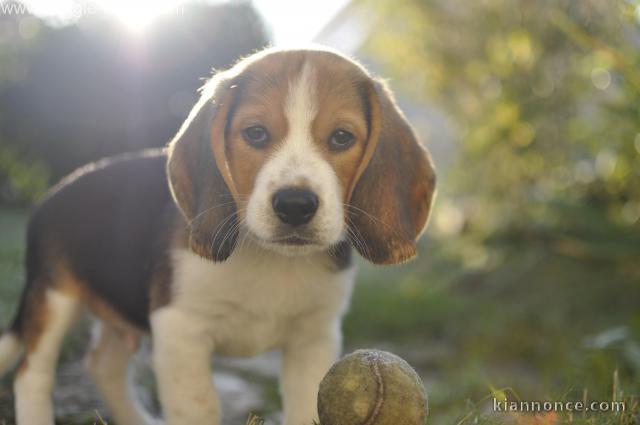 chiot beagle a donner