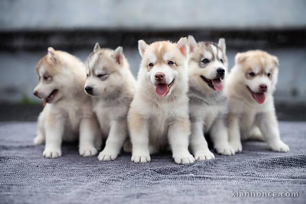 Chiots husky à donné 