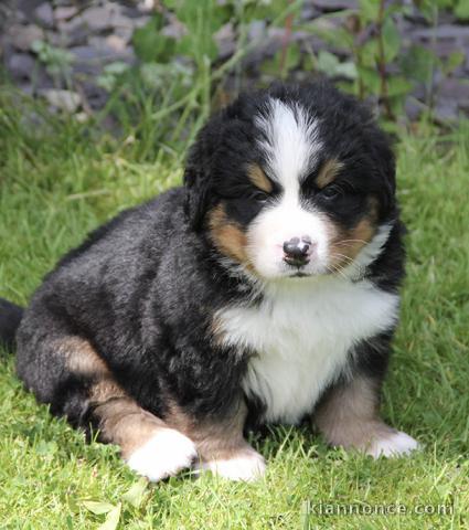 Magnifique  chiot Bouvier bernois à donner