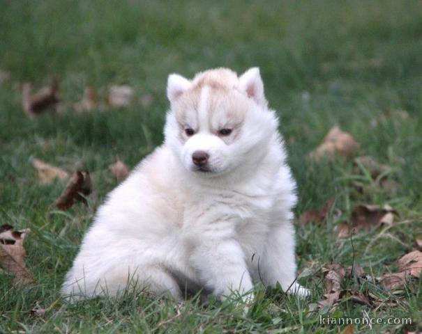 Chiot husky siberian femelle yeux bleu