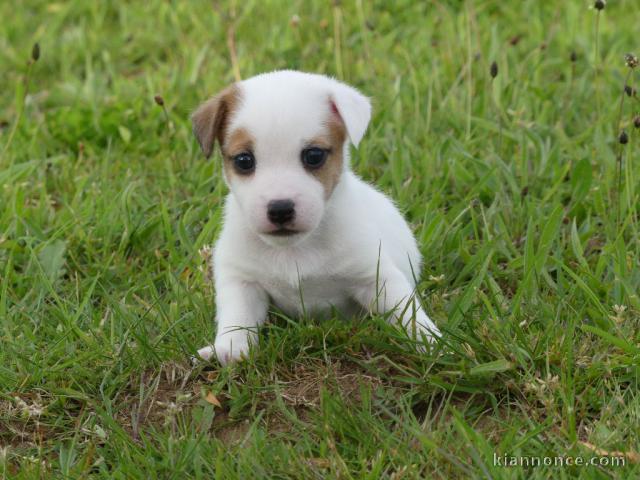 A donner chiot type jack russel femelle