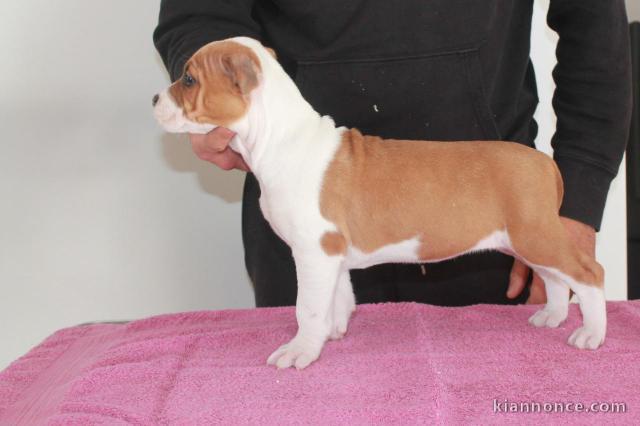  chiot American staffordshire terrier