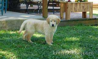 Donne chiot golden retriever