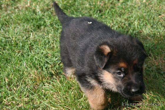 Chiot berger allemand femelle poil long lof