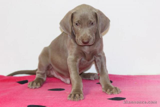 Chiots braque de Weimar LOF dispos de suite