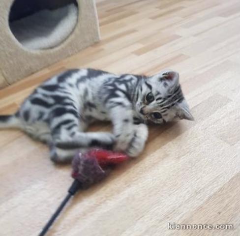 Jolis chatons tigrés en adoption