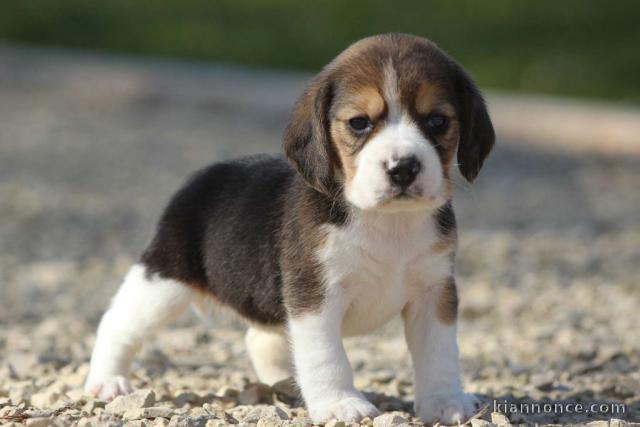chiot Beagle LOF a donner pour noel