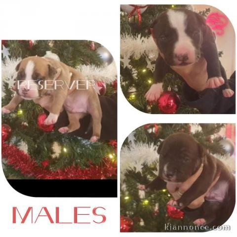 American staff terrier 