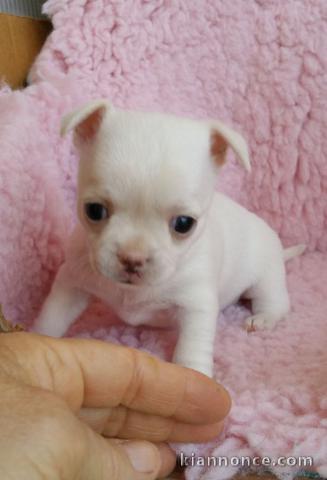 Chiot chihuahua femelle à céder