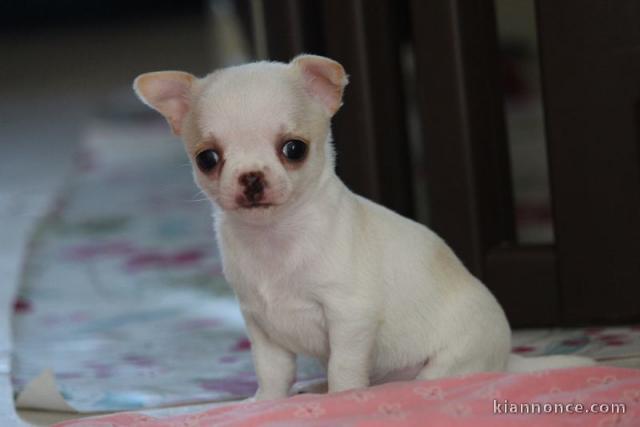 Chiot chihuahua femelle à céder