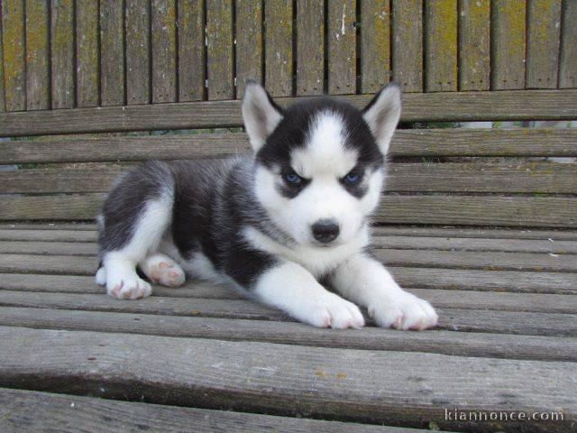 A donner chiot husky siberian femelle yeux bleu