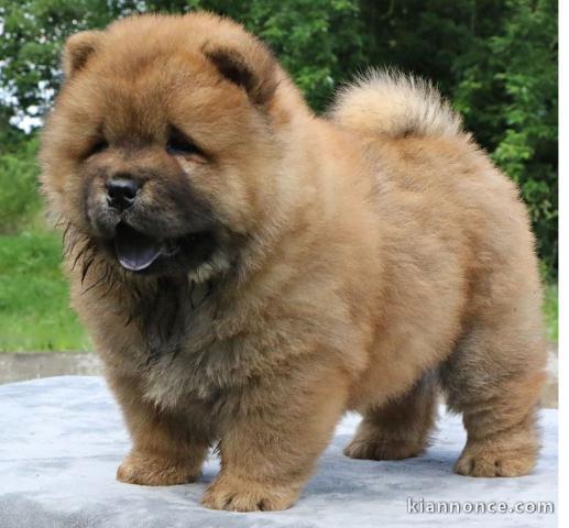 Chiot chow chow de 3 mois chercher foyer d\