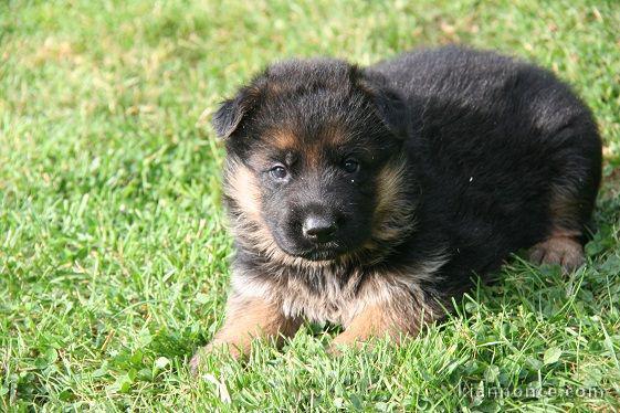 chiots Berger allemand LOF a donner