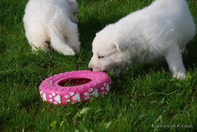 A donner Chiots berger suisseL.O.F