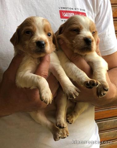 Chiot epagneul breton a donner